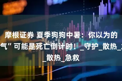 摩根证券 夏季狗狗中暑:你以为的“喘气”可能是死亡倒计时!_守护_散热_急救